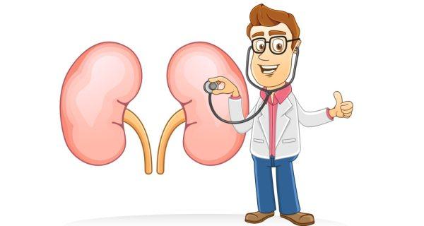 Healthy-kidneys